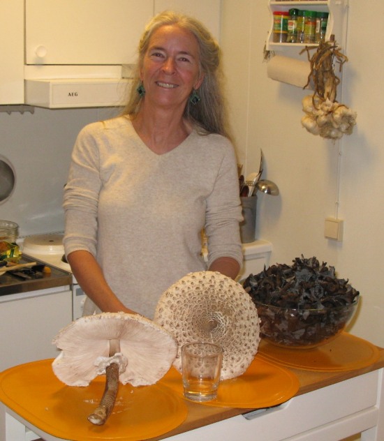 Macrolepiota Procera Parasol